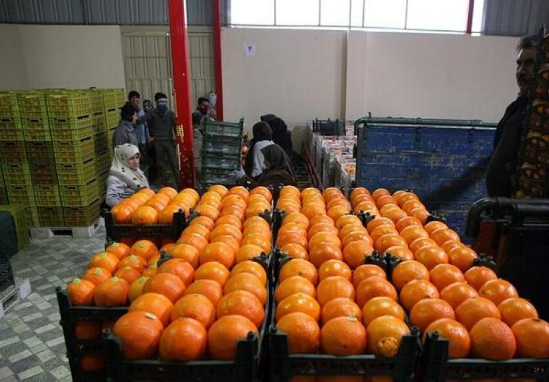 ۴۰۰ تن میوه برای بازار شب عید ایلام تامین می شود