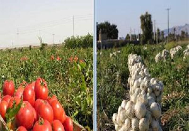 آغاز برداشت پیاز و گوجه فرنگی از مزارع شهرستان رودان