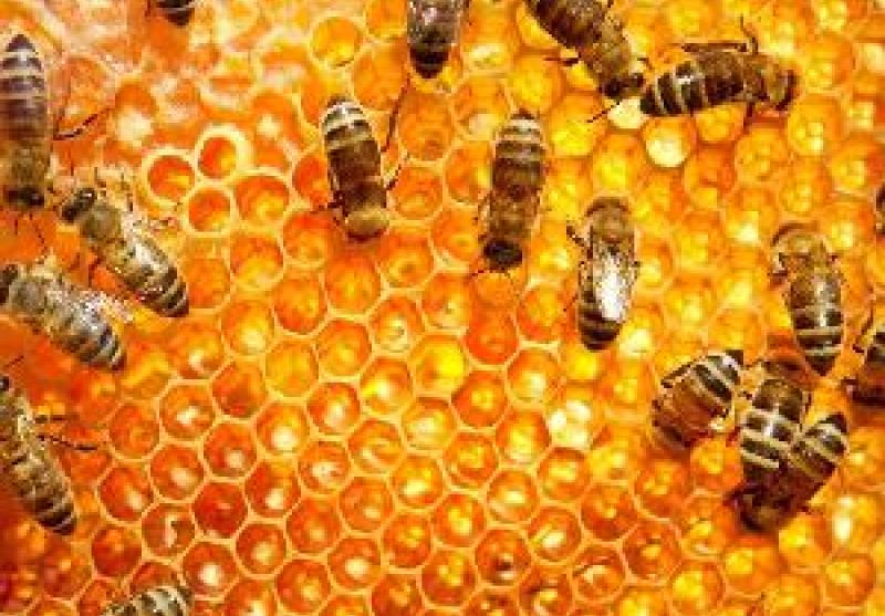 آزمون پایان ششمین دوره پرورش زنبورعسل در مهاباد