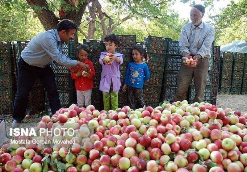ذخیره بیش از ۳۰۰ تن سیب درختی ویژه شب عید هرمزگان