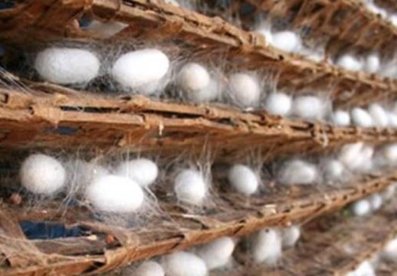 افزایش ۱۸ درصدی تخم نوغان برای تولید ابریشم در سال ۱۳۹۹