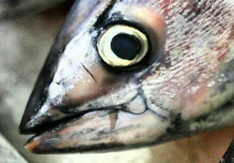 تعیین مراکز ۲۱ گانه توزیع ماهی در شهر بندرعباس