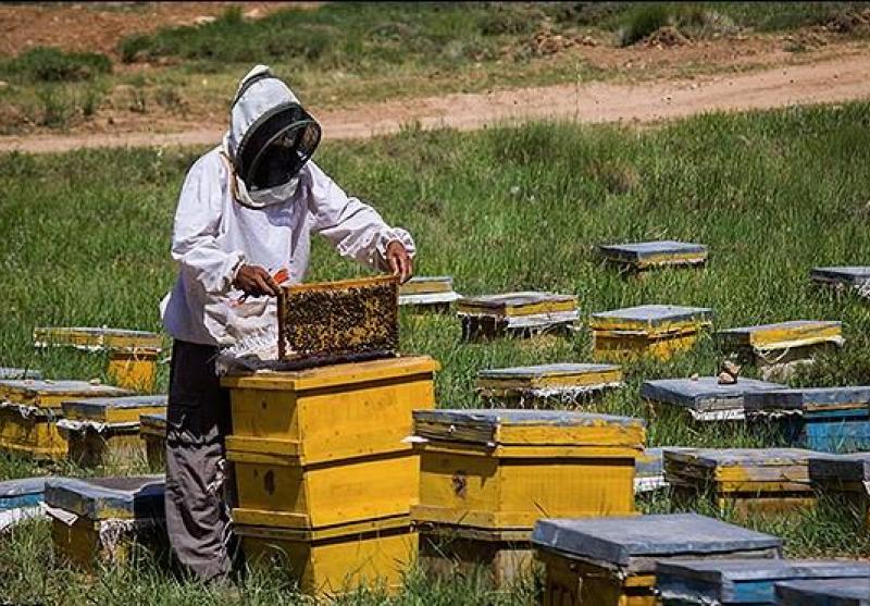 دوره‌های آموزشی برای علاقه‌مندان پرورش زنبور عسل