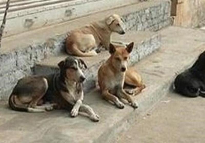 فارس من| حمایت از سگ‌های بی‌صاحب در چهارچوب قانون، بهداشت و شرع