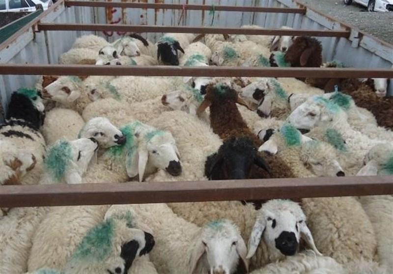 گزارش| روایت تسنیم از قاچاق دام زنده از مرزهای آبی‌/‌‌شیوخ عرب مشتریان پر و پا قرص گوسفندان ایرانی/ سود هنگفت در جیب دلالان
