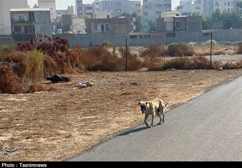 جولان سگ‌های ولگرد در اماکن بیمارستانی بندرعباس/ مصدومیت دانشجوی پزشکی بر اثر حمله سگ‌های ولگرد + تصاویر