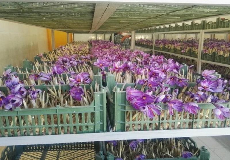 تولید زعفران گلخانه‌ای به روش هواکشت در سنندج