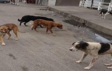 جولان سگ‌های ولگرد در خیابان‌های بندرعباس + تصاویر