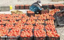 هزاران تن محصول گوجه فرنگی و پیاز کشاورزان در معرض نابودی