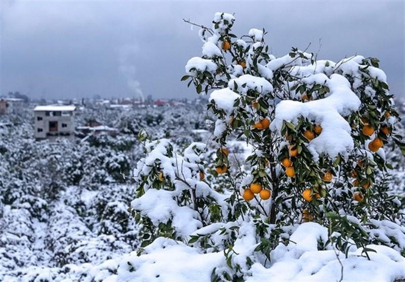 هواشناسی ایران 98/11/22|تداوم بارش برف و کاهش ناگهانی دما در کشور