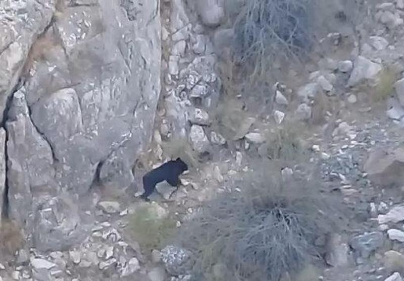 مشاهده یک خرس سیاه آسیایی(بلوچی) در ارتفاعات فاریاب