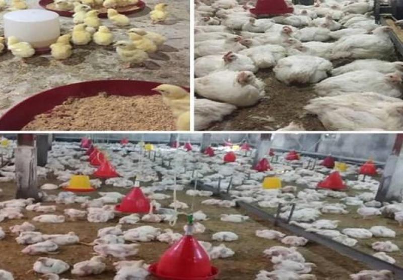«پرورش سودآور مرغ گوشتی» در مزرعه آموزشی - تحقیقاتی دانشکده کشاورزی دانشگاه زابل