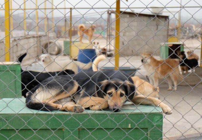 جمع آوری یک هزار و ۴۷۷ قلاده سگ بلا صاحب در بندرعباس