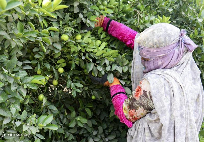 افزایش محصول و رونق صادرات لیمو ترش شهرستان رودان