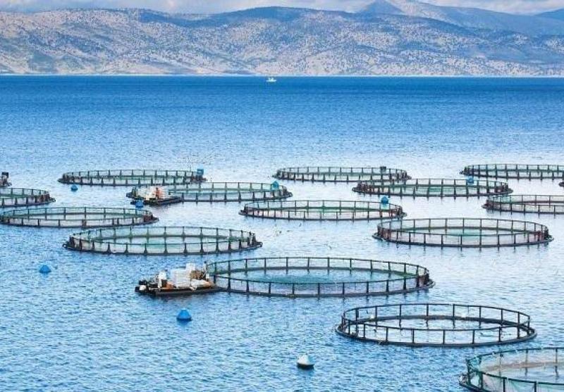 پروژه پنج هزار تنی پرورش ماهی در قفس در هرمزگان افتتاح می شود