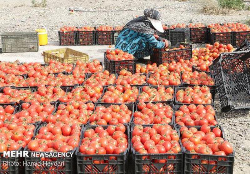 هزاران تن محصول گوجه فرنگی و پیاز کشاورزان در معرض نابودی
